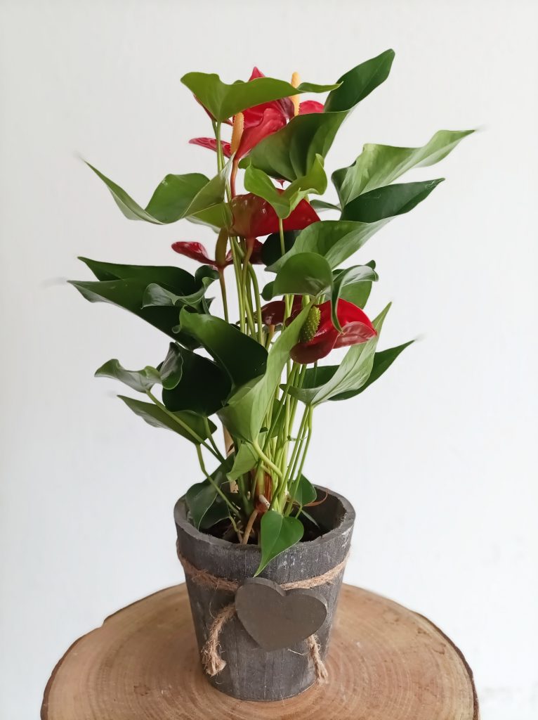 Anthurium Robbin