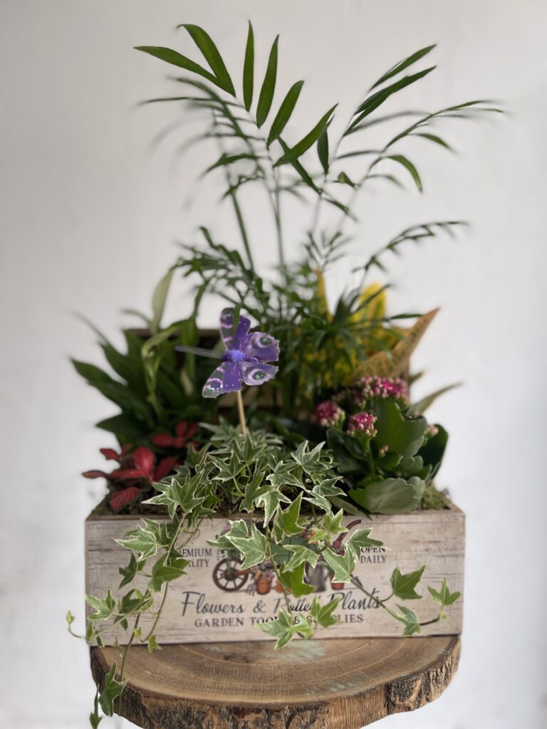 Baul pequeño plantas