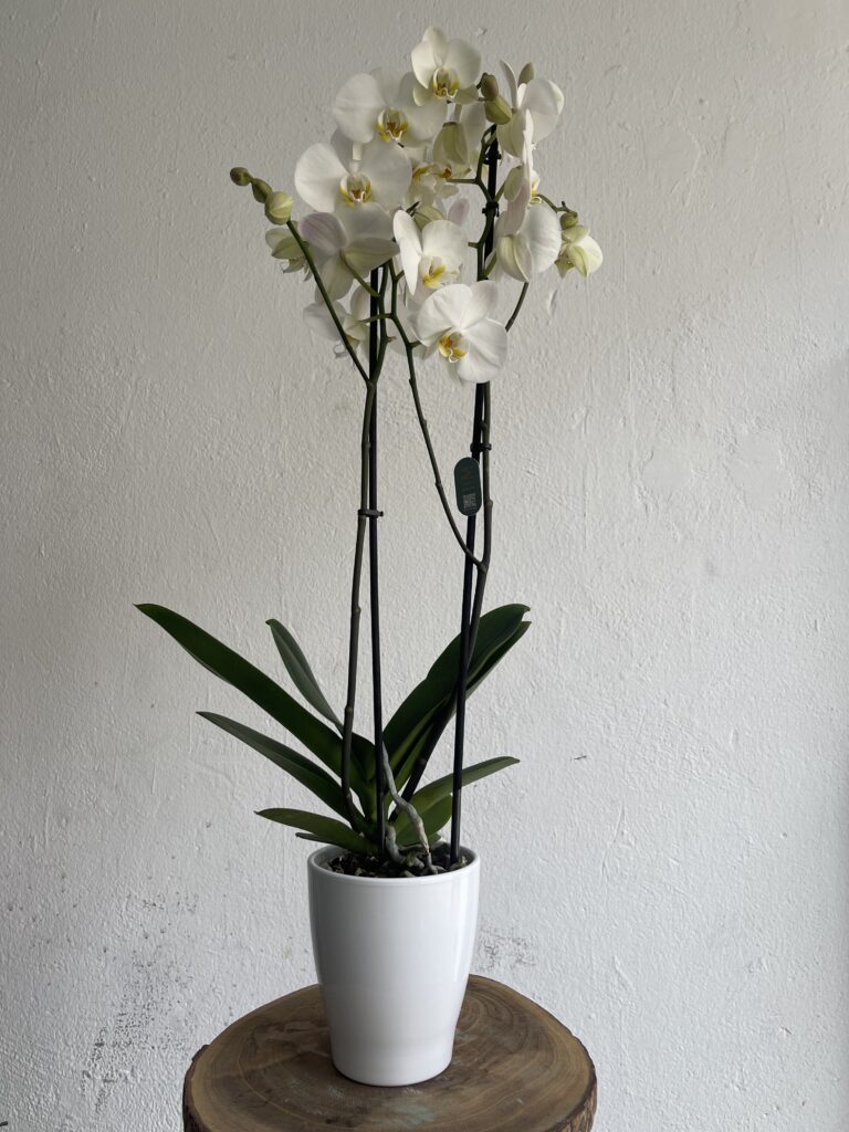 Orquídea blanca