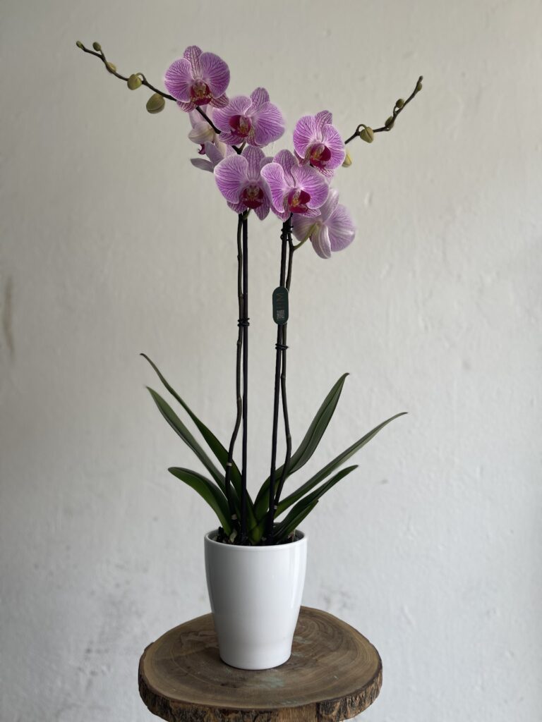 Orquídea jaspeada