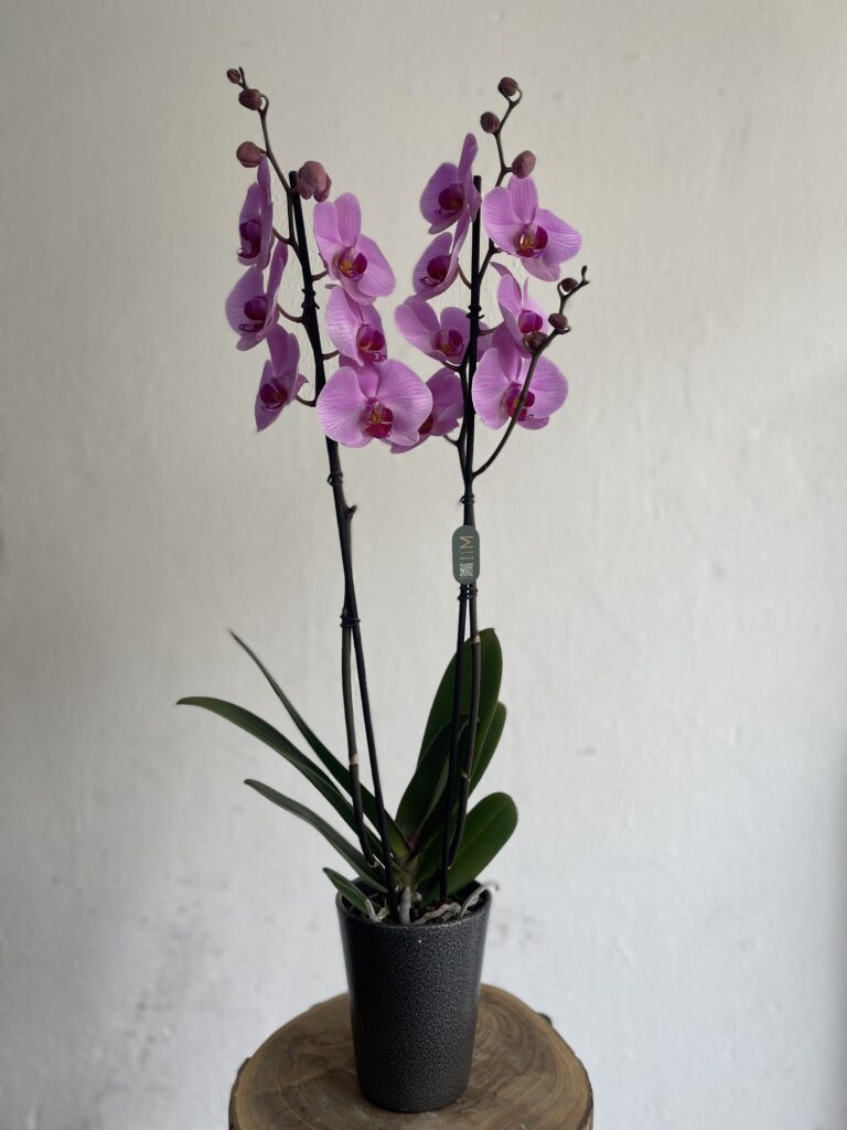 Orquidea morada